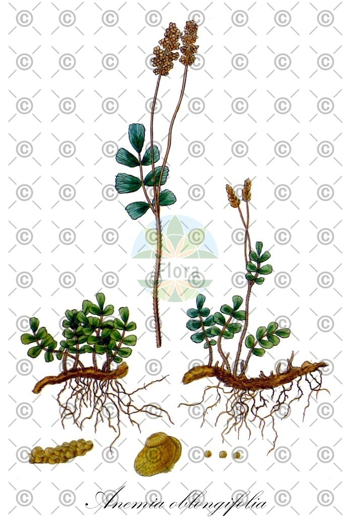 HistAbb_wfo-0001107200_1_ENZY_Simple | Historische Abbildung von Anemia oblongifolia - Anemiaceae | Historical Illustration of Anemia oblongifolia - Anemiaceae