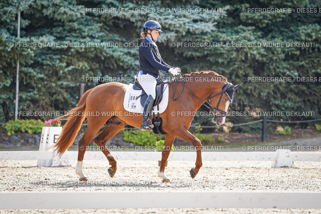 DSC06412 | Pferdegrafie