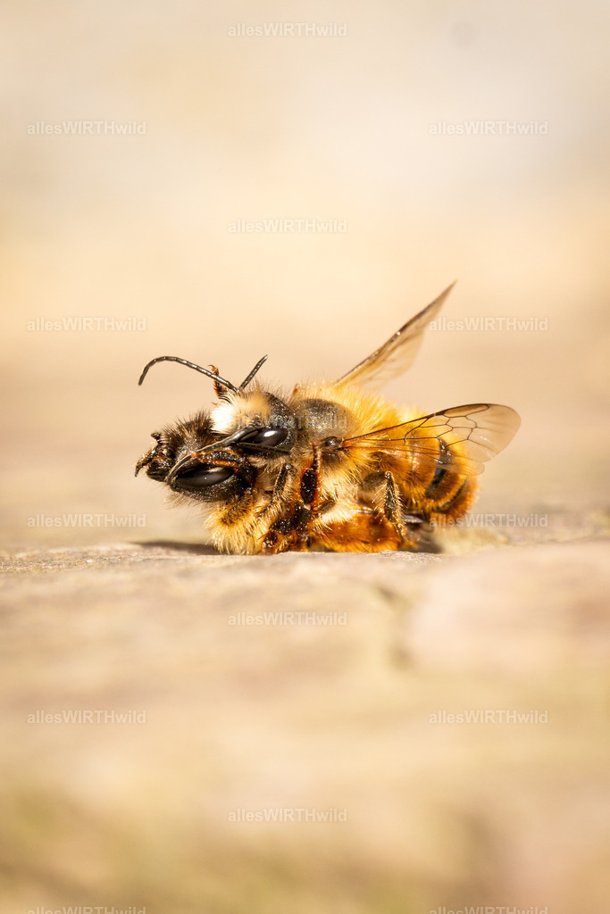 Hab Dich_ I | Gehörnte Mauerbienen