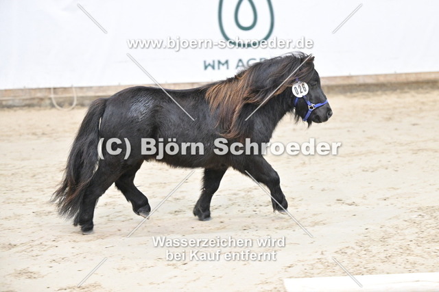 26_Thorax von Repgow - Sir Paul_963_0001 | Björn Schroeder Pferdefotografie