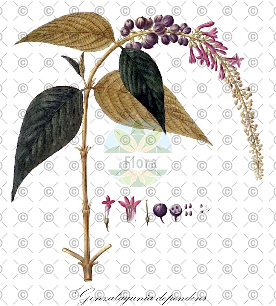 HistAbb_wfo-0000707426_1_ENZY_Simple | Historische Abbildung von Gonzalagunia dependens - Rubiaceae | Historical Illustration of Gonzalagunia dependens - Rubiaceae