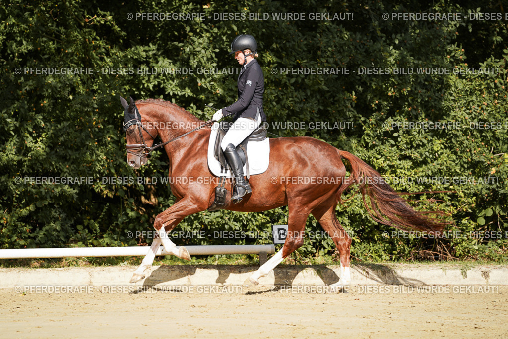 DSC08803 | Pferdegrafie