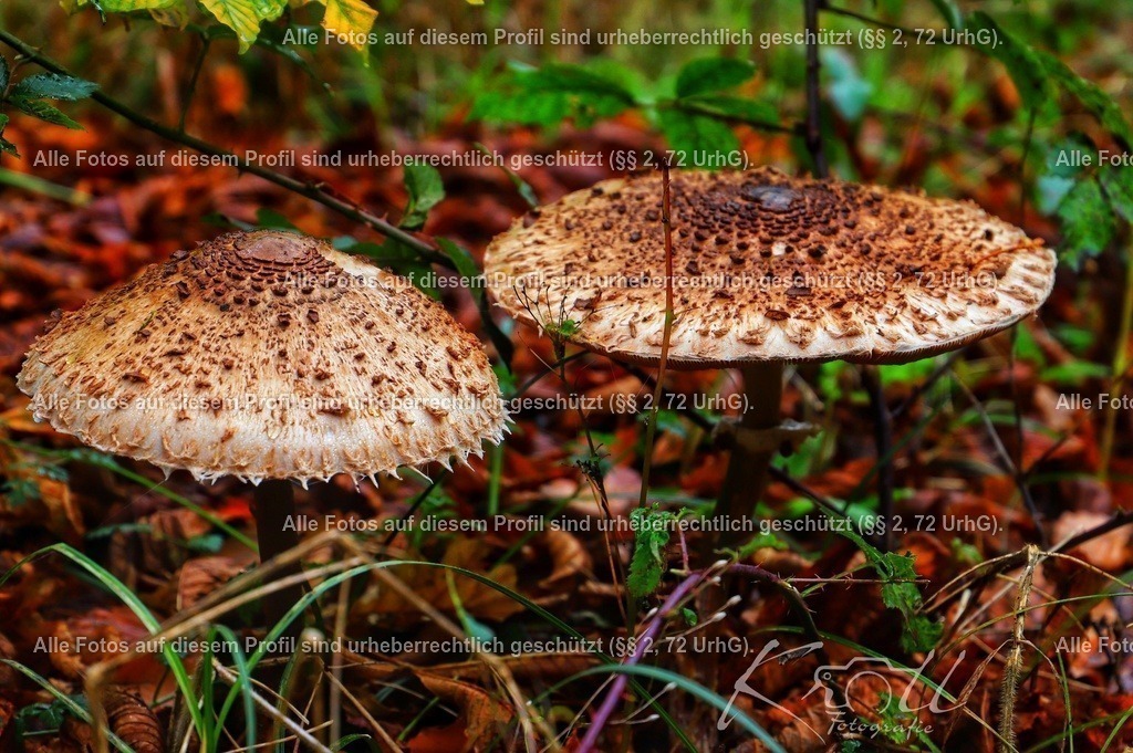eZy_Watermark_26-02-2023_10-44-58 (2) | krollfotografie - Realisiert mit Pictrs.com
