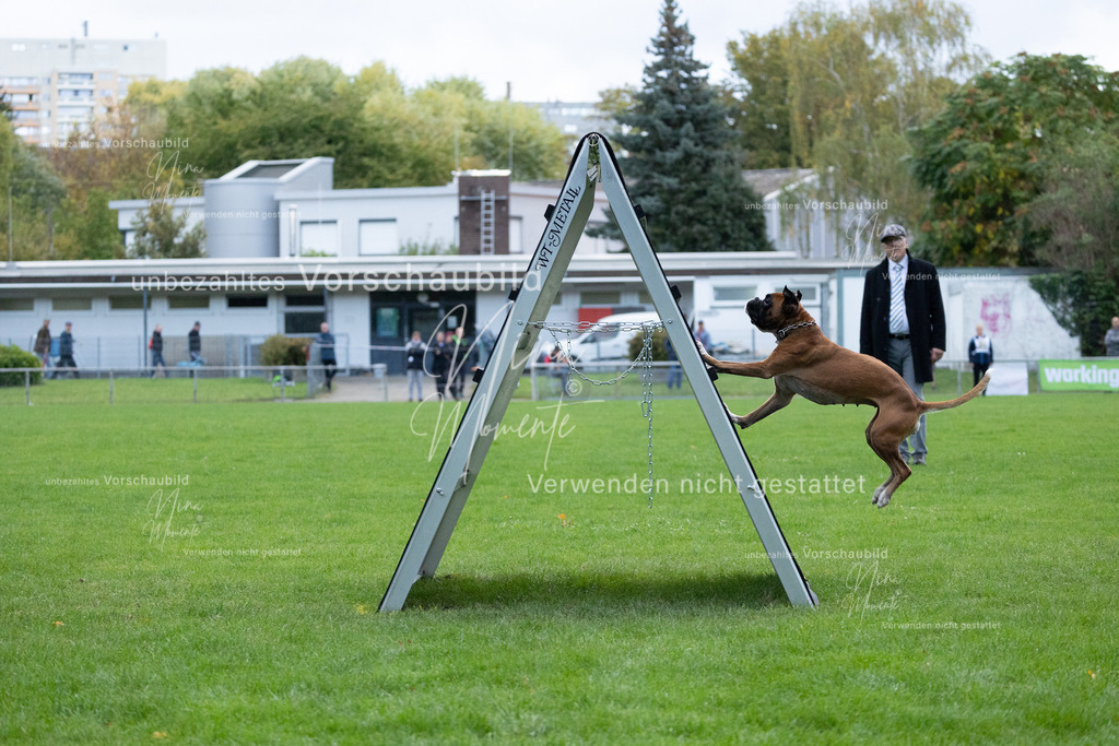 _16A4694 | Einzigartige Fotos von Hunden & Menschen –Actionfotos, Portraits, Vereinsaufnahmen & Paarshootings – authentisch, lebendig & mit Herz.