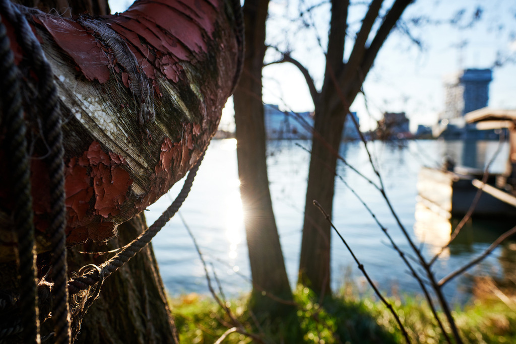 Alter zerrissener Rettungsring am Baum | Wien, Austria - November 21, 2020: Alter zerrissener Rettungsring am Baum, im Hintergrund die Donau. - Realisiert mit Pictrs.com