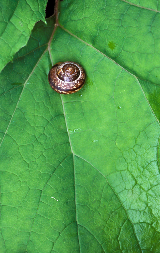 Schnecke auf Blatt | Bad Gastein, Austria - 2009: Schnecke auf Blatt. - Realisiert mit Pictrs.com