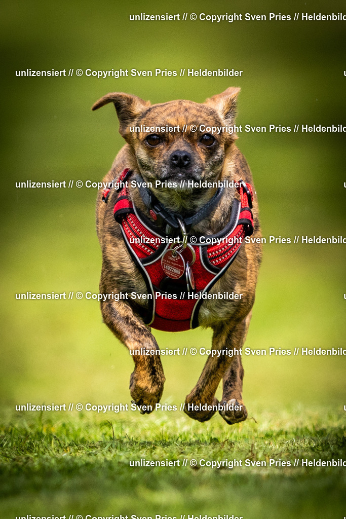 Sven Pries | 2025-04-13 - Hunderennen Baden-Baden - Realisiert mit Pictrs.com