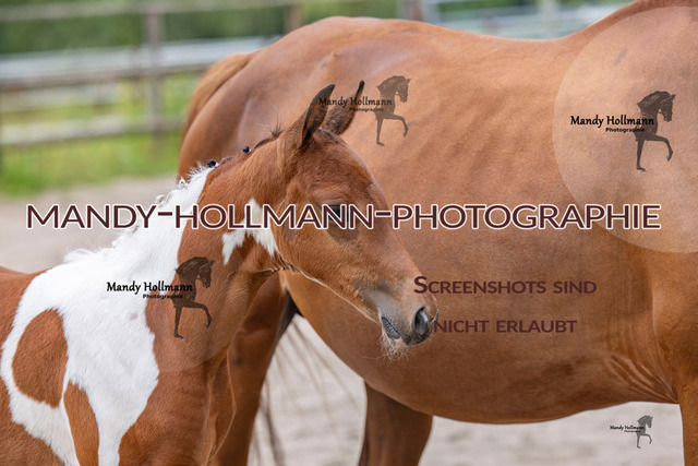 Hexenberg-2 | mandyhollmannphotographie