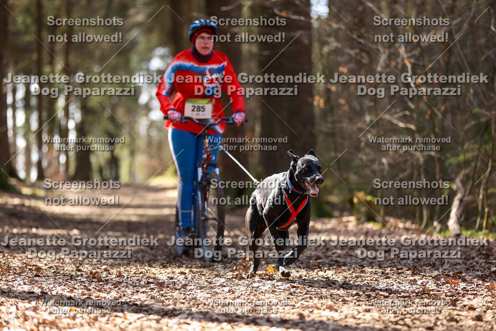 Dog Paparazzi - VCC26-1345 | Dog Paparazzi Jeanette Grottendiek Fotografie & Videografie - Realisiert mit Pictrs.com