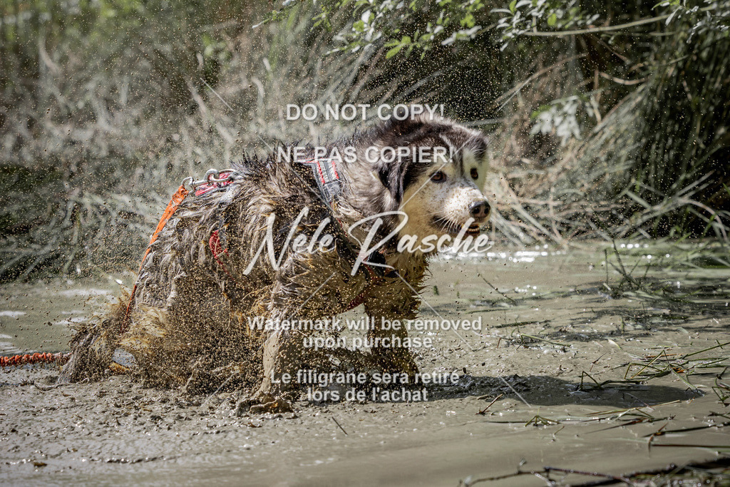 nelerasche_so1100-1145_43 | nelerasche