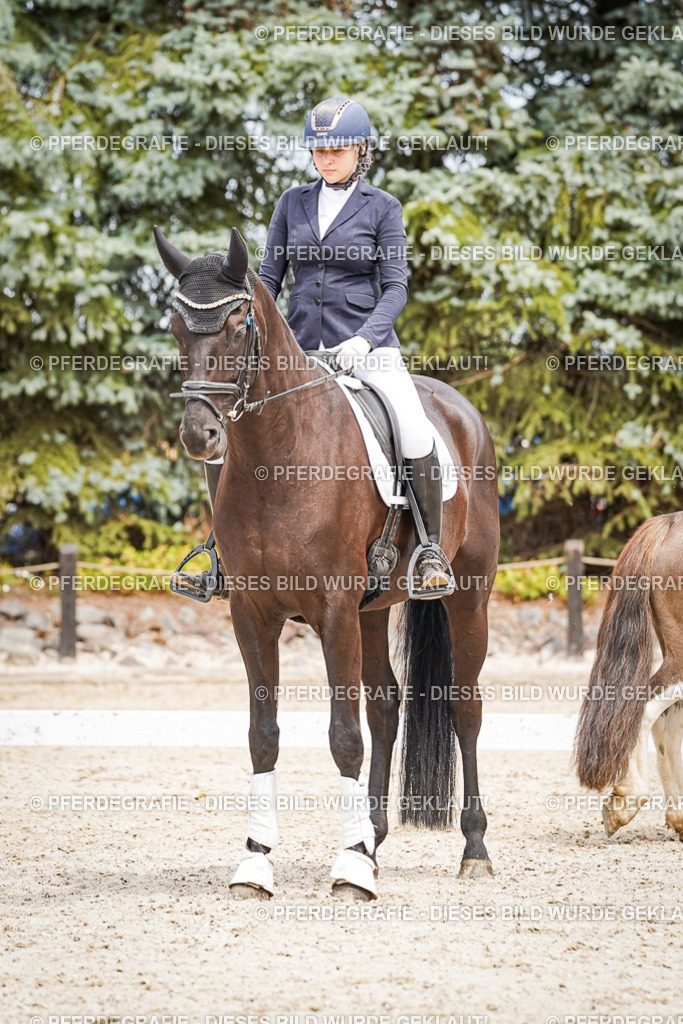 DSC04514 | Pferdegrafie