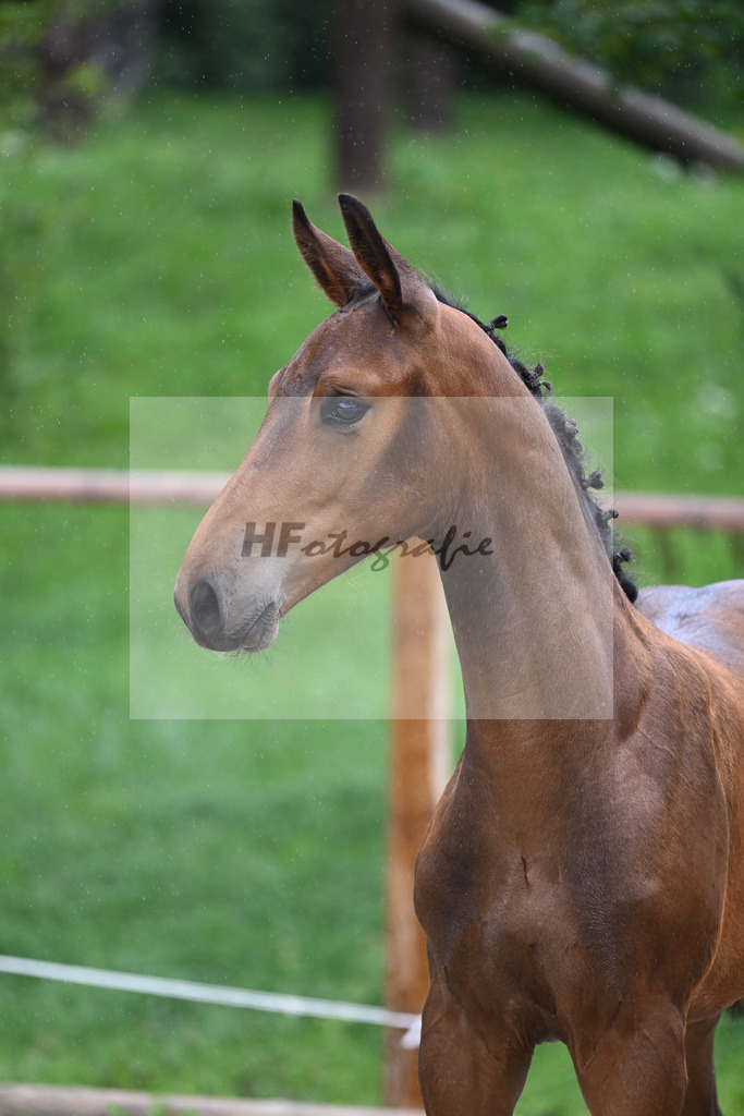 Kat-Nr. 22 HF Coros_Wohlsperger_25230391 | hf-fotografie - Realizzato con Pictrs.com