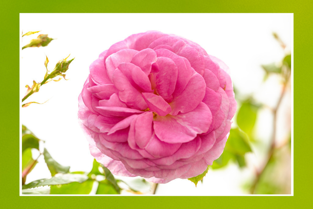 Rose im Frühling | Sie erscheint, als wollte sie uns mit einem Lächeln den Frühling unterbreiten, diese rosafarbene Schönheit auf dem Höhepunkt ihres Rosenlebens. — Auflösung des Originals: 9600 x 6400 px. - Realisiert mit Pictrs.com