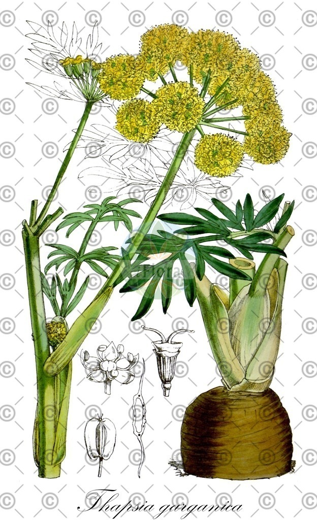 HistAbb_wfo-0000322803_1_ENZY_Simple | Historische Abbildung von Thapsia garganica - Apiaceae | Historical Illustration of Thapsia garganica - Apiaceae