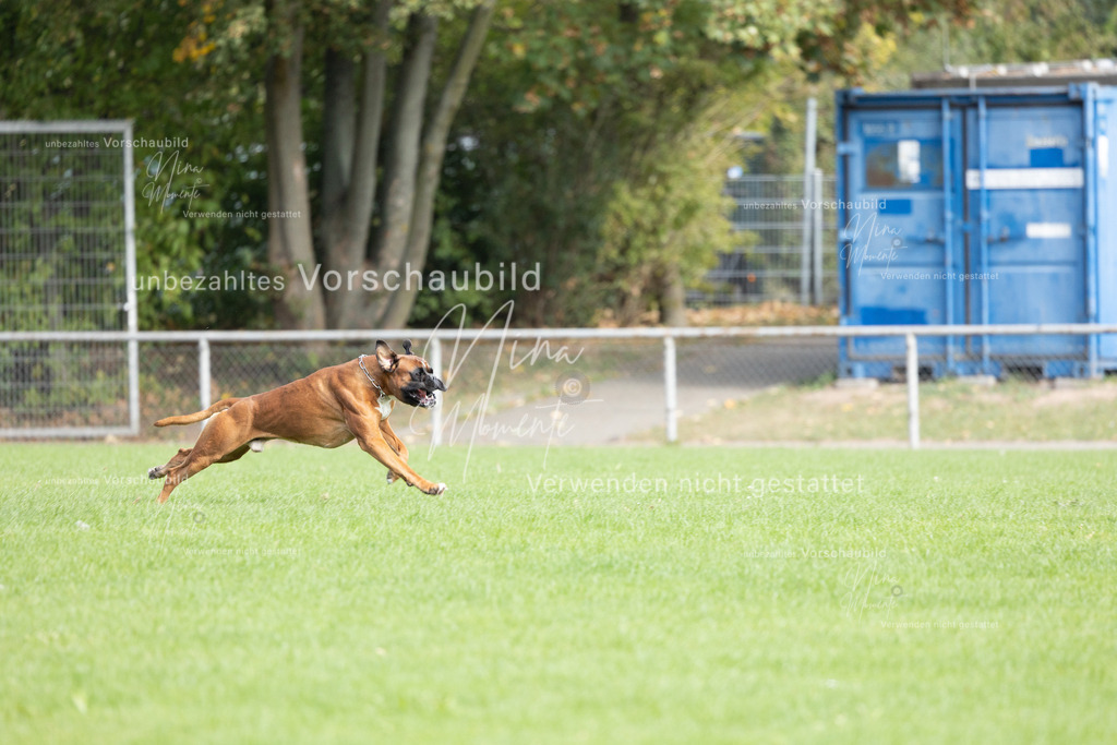 _16A5400 | Einzigartige Fotos von Hunden & Menschen –Actionfotos, Portraits, Vereinsaufnahmen & Paarshootings – authentisch, lebendig & mit Herz.