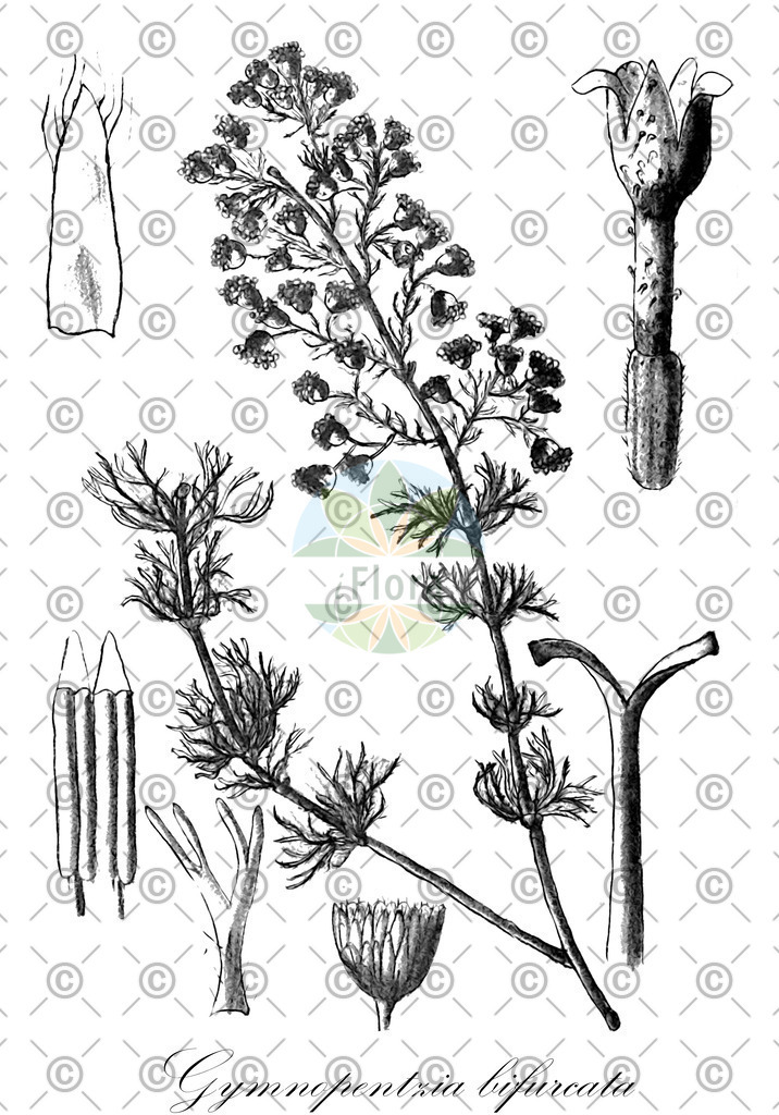 HistAbb_wfo-0000096857_2_ENZY_Simple | Historische Abbildung von Gymnopentzia bifurcata - Asteraceae | Historical Illustration of Gymnopentzia bifurcata - Asteraceae