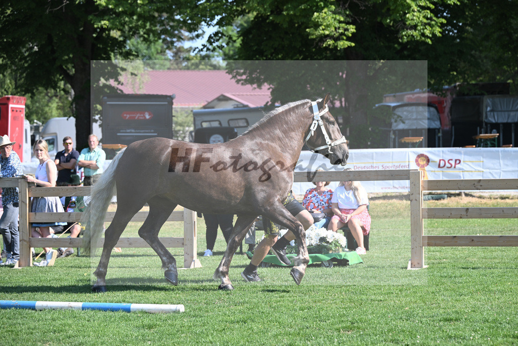 Kat-Nr. 1 Fiola_Schultheiss_20230002 | hf-fotografie - Realisiert mit Pictrs.com