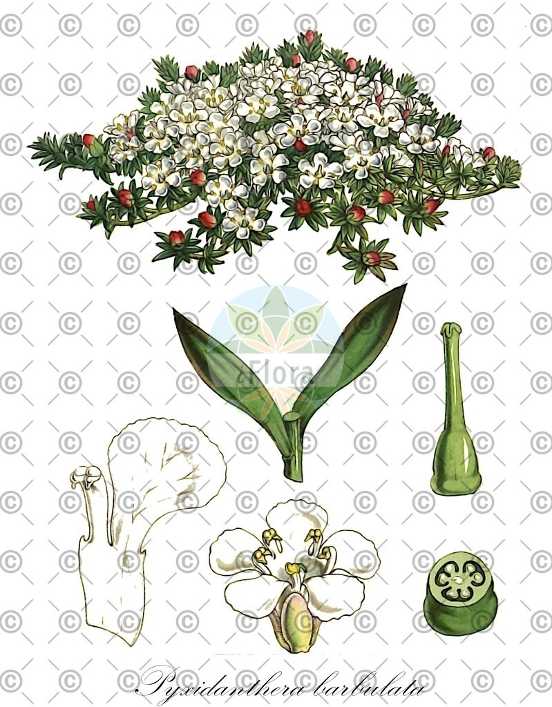 HistAbb_wfo-0000733183_1_ENZY_Simple | Historische Abbildung von Pyxidanthera barbulata - Diapensiaceae | Historical Illustration of Pyxidanthera barbulata - Diapensiaceae (big pyxie)