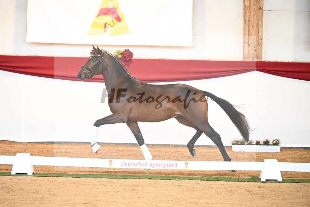 Kat-Nr. 40 Monte Carlo TC x Finest_Gestuet Greim_43230335 | hf-fotografie - Realisiert mit Pictrs.com