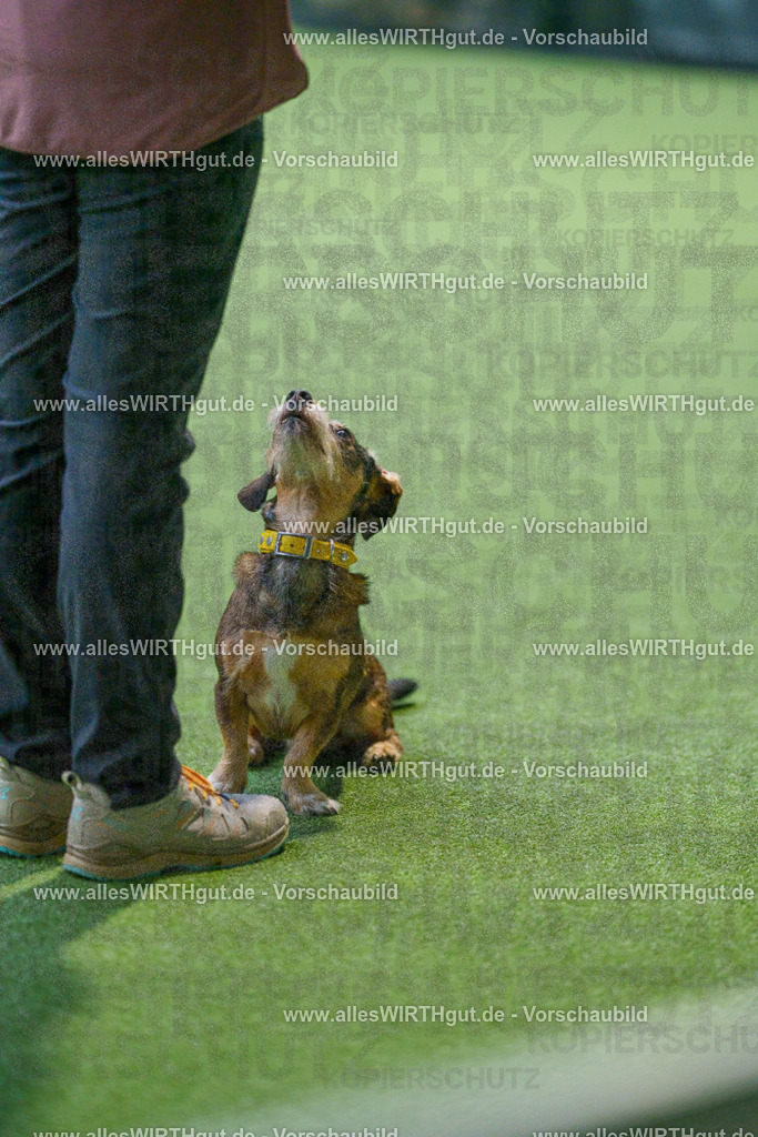 7R505893 | Professionelle Tierfotografie in Mönchengladbach von Daniel Wirth (allesWIRTHgut). Liebevolle & natürliche Bilder von Hunden & Katzen für unvergessliche Erinnerungen.