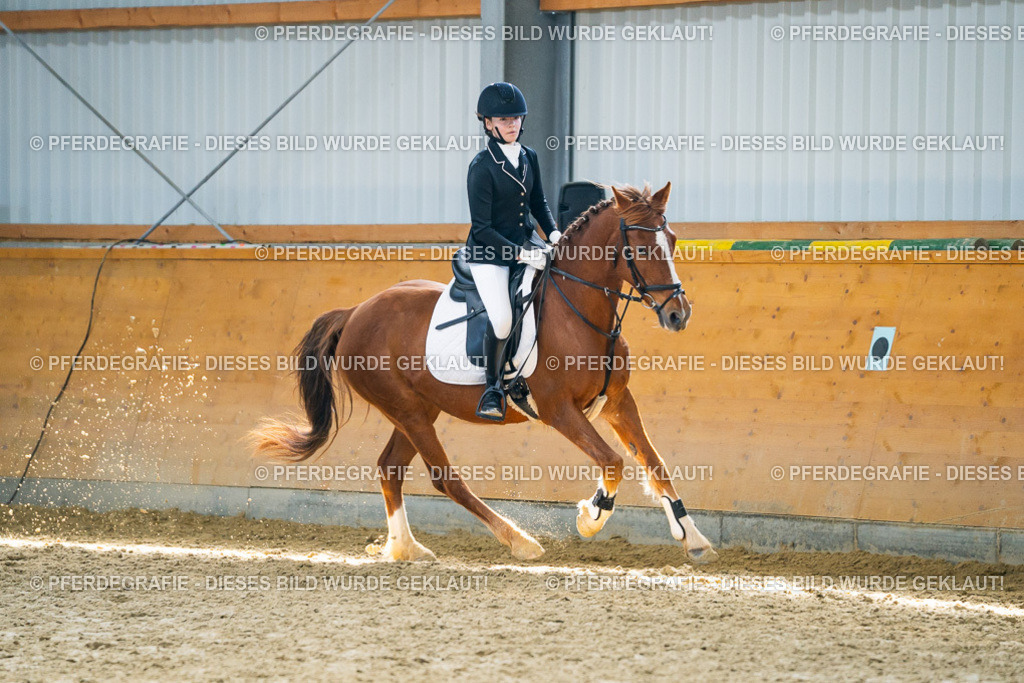 DSC02182 | Pferdegrafie