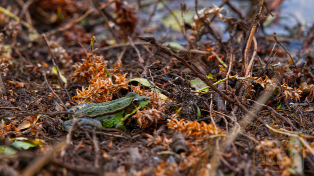 P1341111-1 | Foto, Natur, Tiere, Urlaub, Georgien,  - Realisiert mit Pictrs.com