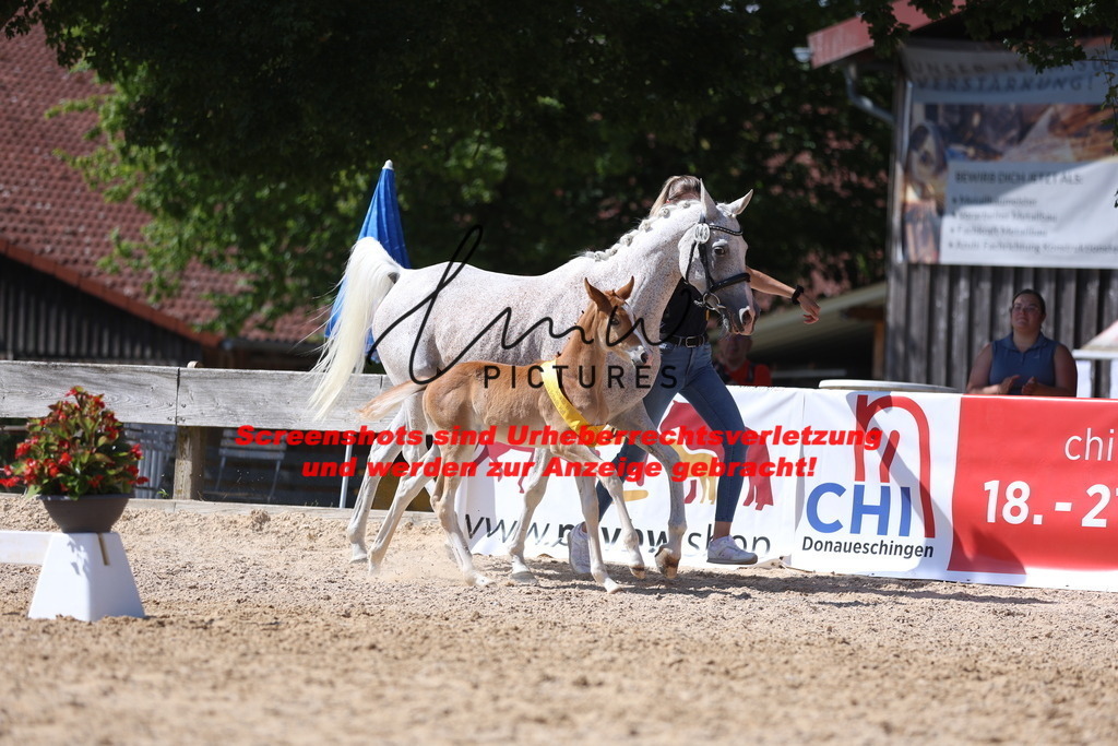 Fohlenschau_Schwäbisch_Hall_Ponys_SIEGERFOHLEN_KN 43_13 | lmwpictures - Realisiert mit Pictrs.com