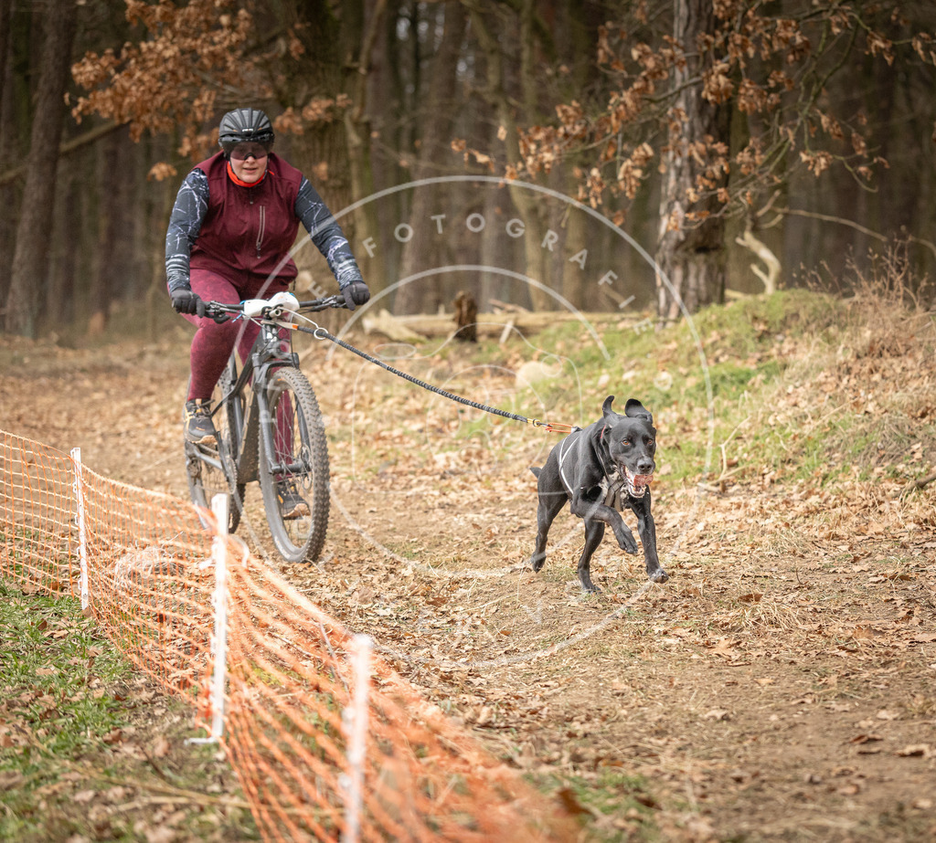 Pfotenfotografie_DV3A3354 | Hundefotografie, Tierfotograf, Pfotenfotografie, Fotoshooting Hund, Hunde Portrait, Hundesport, Hundeportraits, Heideshooting, Hunde, Sportfotograf, Hundefotograf, Turnierhundsport, THS,  - Realisiert mit Pictrs.com