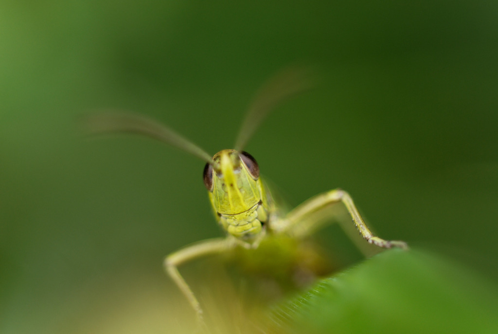 Feldheuschrecke | Austria - August 14, 2009: Feldheuschrecke. - Realisiert mit Pictrs.com