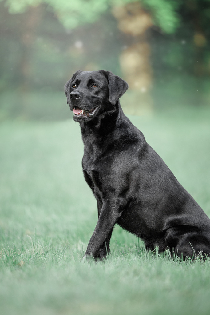 Hundefotografie in der Natur Outdoor | Hundefotografie Bremen Blumenthal und um zu 