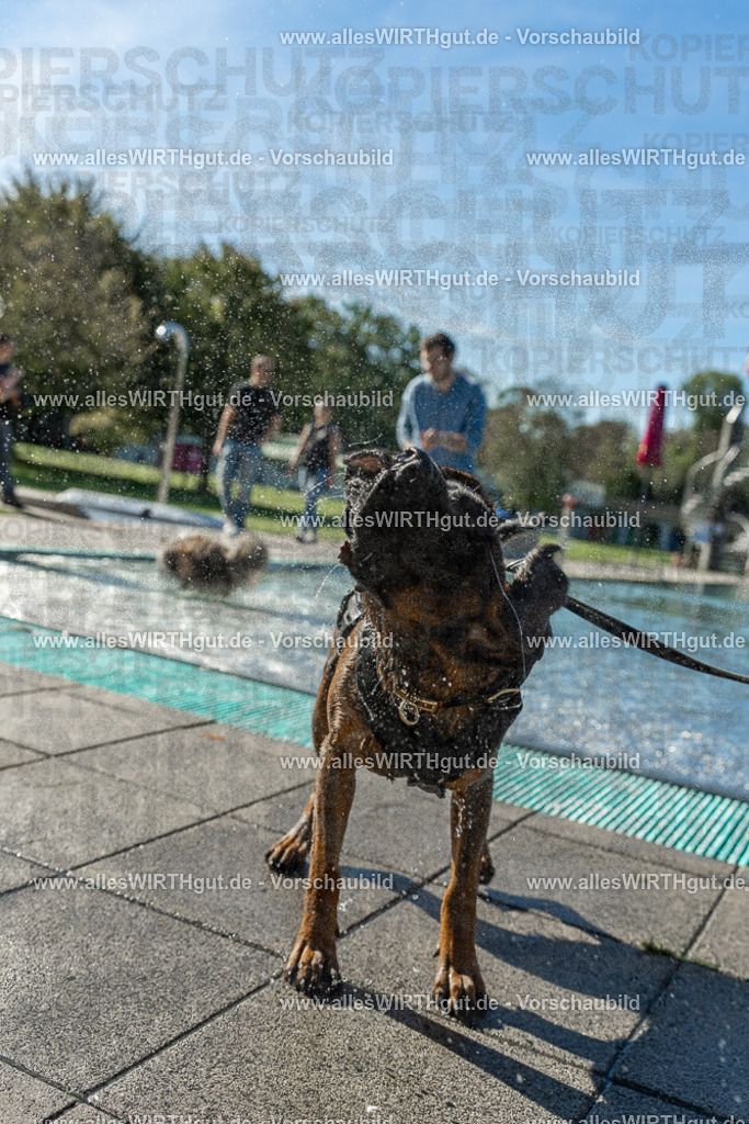 Hundeschwimmen_Volksbad_2026-allesWIRTHgut_Tierfotografie-2609061030-094051-7R508925 | Professionelle Tierfotografie in Mönchengladbach von Daniel Wirth (allesWIRTHgut). Liebevolle & natürliche Bilder von Hunden & Katzen für unvergessliche Erinnerungen.