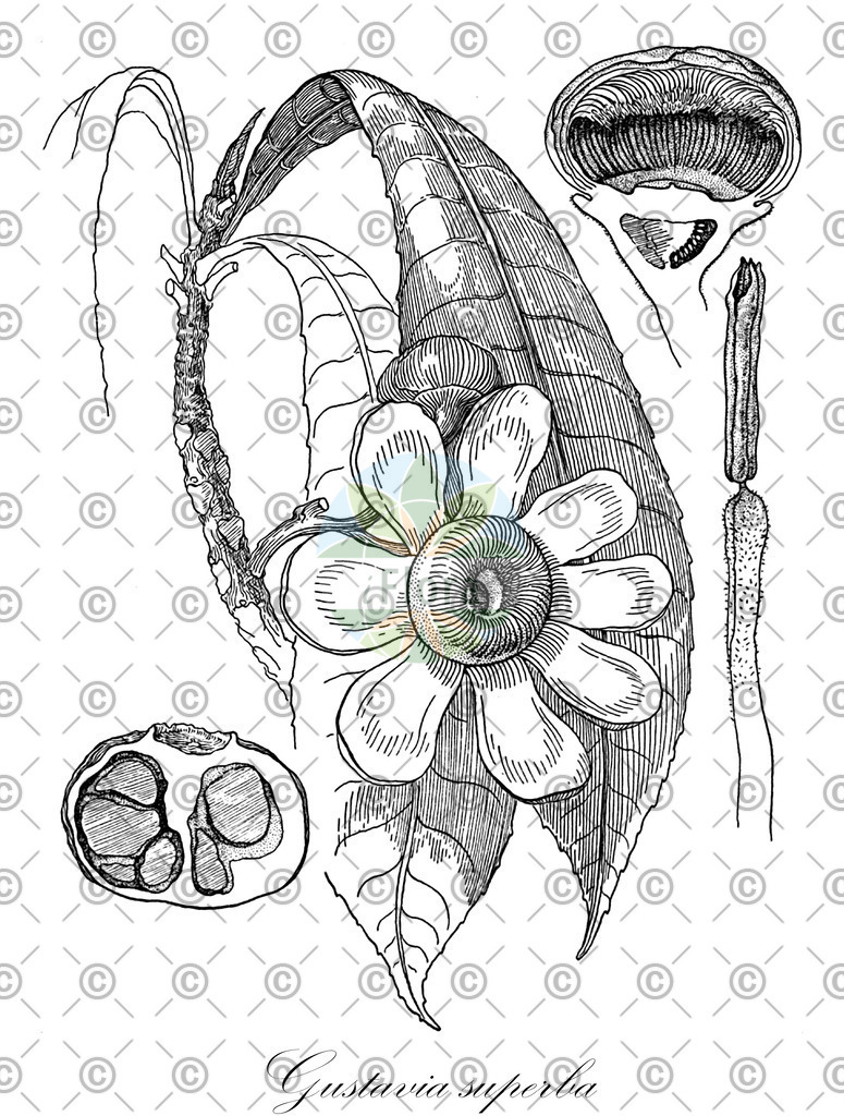 HistAbb_wfo-0000925990_1_ENZY_Simple | Historische Abbildung von Gustavia superba - Lecythidaceae | Historical Illustration of Gustavia superba - Lecythidaceae