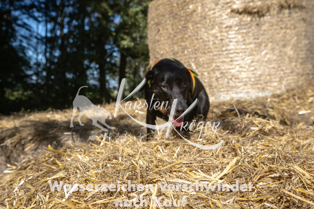 1354_ZZ91827-3 | kk-dogfotos