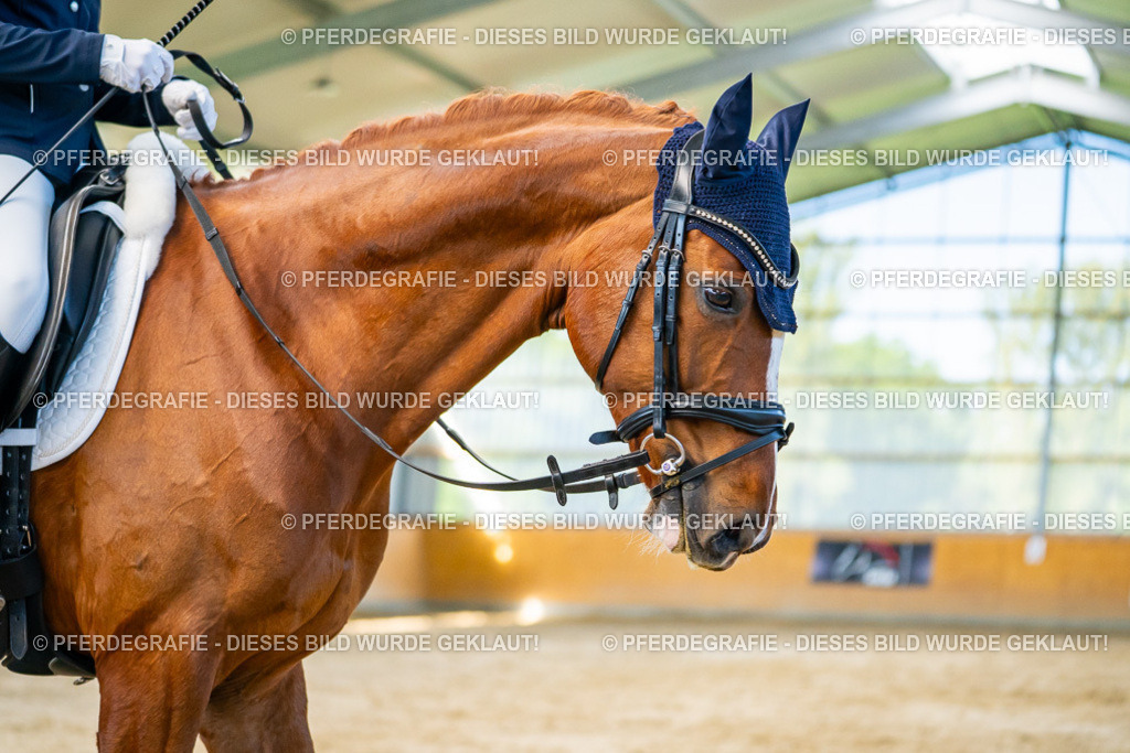 DSC06567 | Pferdegrafie