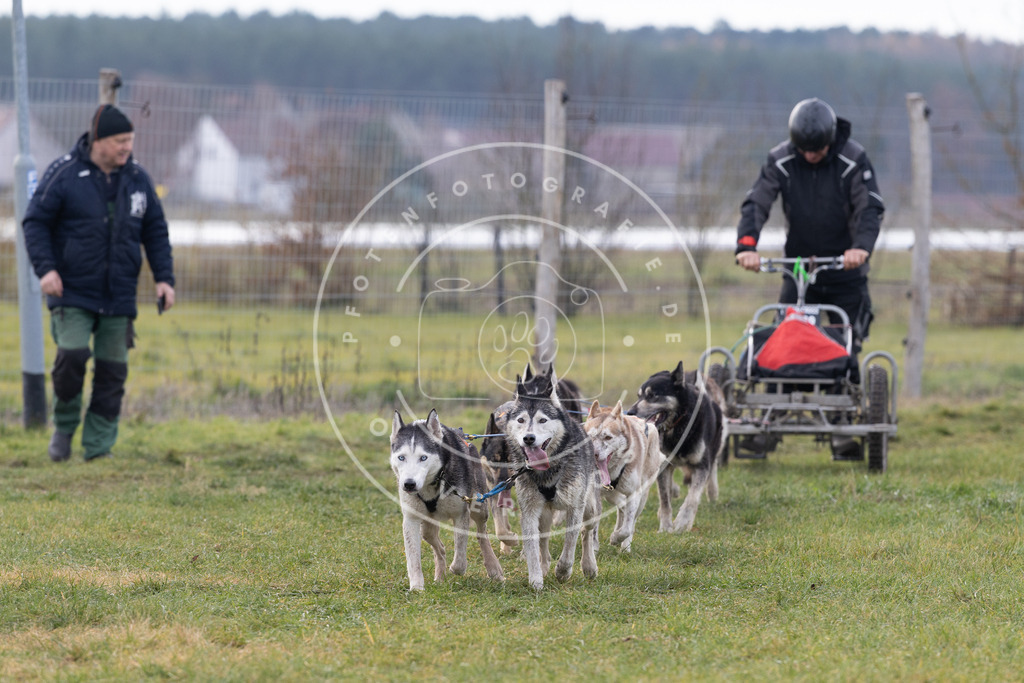Pfotenfotografie_DV3A7007 | Hundefotografie, Tierfotograf, Pfotenfotografie, Fotoshooting Hund, Hunde Portrait, Hundesport, Hundeportraits, Heideshooting, Hunde, Sportfotograf, Hundefotograf, Turnierhundsport, THS,  - Realisiert mit Pictrs.com