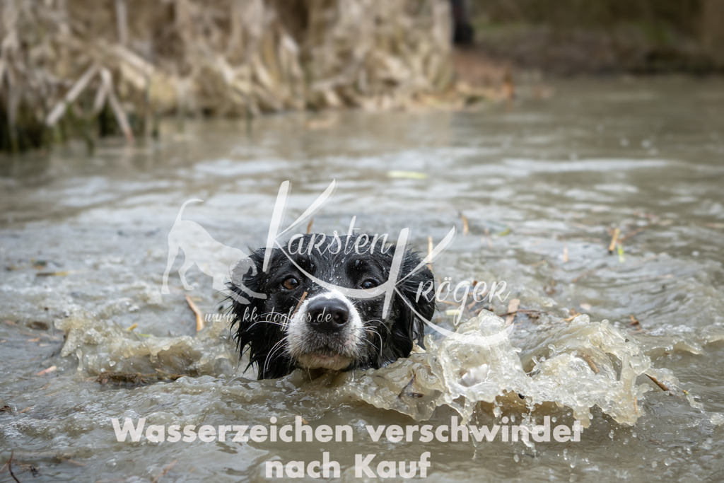 1509_ZZ92365 | kk-dogfotos