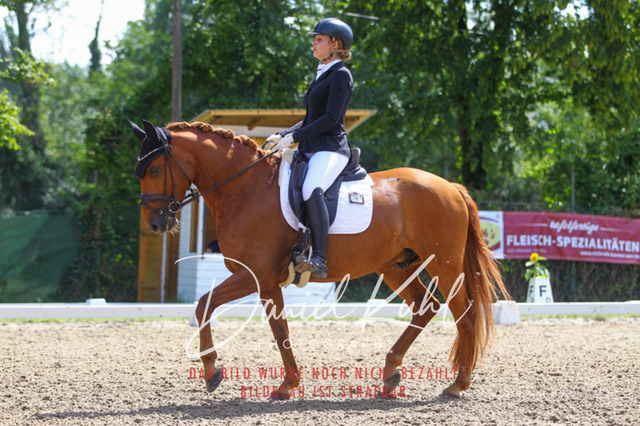 DKP42603 | Turniersportfotografie; Pferdefotografie; Dressurfotografie