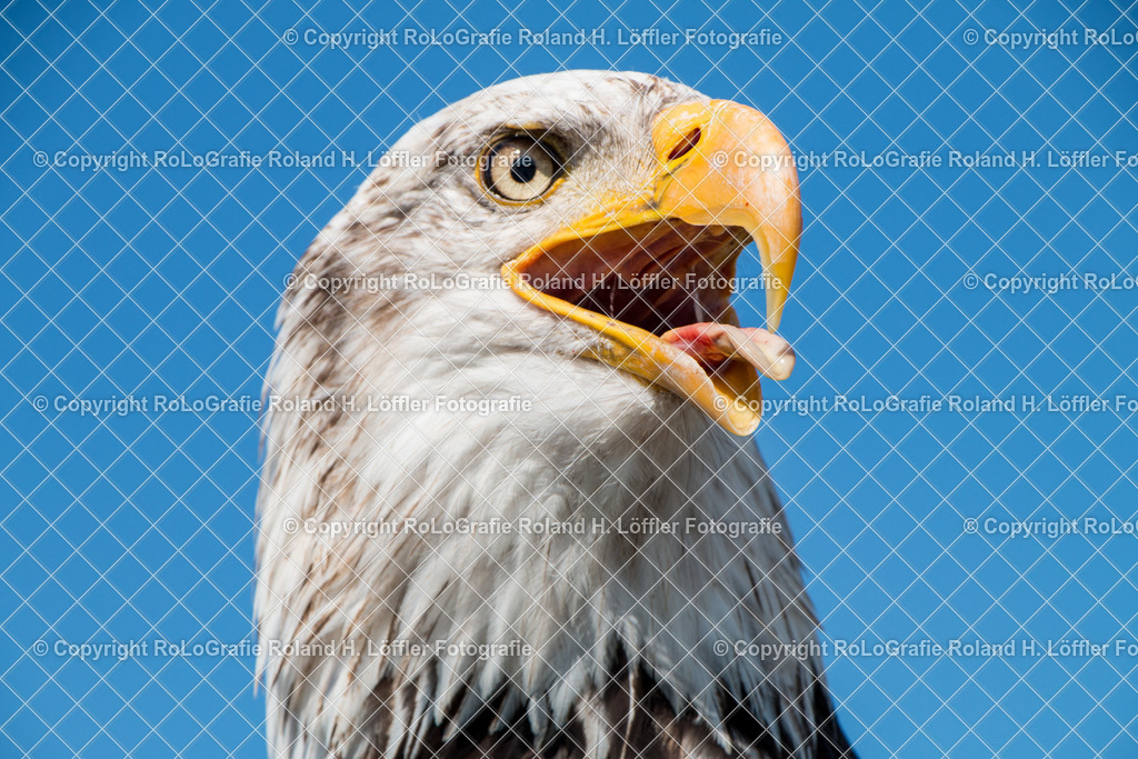 Weißkopfseeadler-02 | Porträt eines Weißkopfseeadler - Realisiert mit Pictrs.com