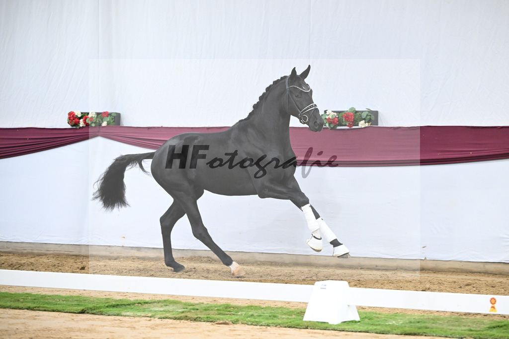 Kat-Nr. 51 Fuerst Samarant x De Niro_Mathieu Beckmann_47251917 | hf-fotografie - Realisiert mit Pictrs.com