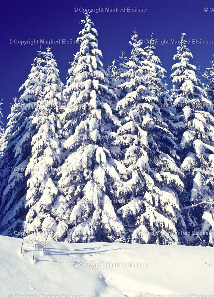 Tannen im Winterwald WB-034 | Wald, Ruhe, Erholung, Abschalten, relaxen, Augenoasen, Kraft tanken, Waldbaden, Stress reduzieren, Bäume, Kirschblüten, Frühlingswald, Sonne im Wald, Licht im Wald, Herbstwald, Waldwege, Gebirgswald, Wasser im Wald, Felsen im Wald, - Realisiert mit Pictrs.com