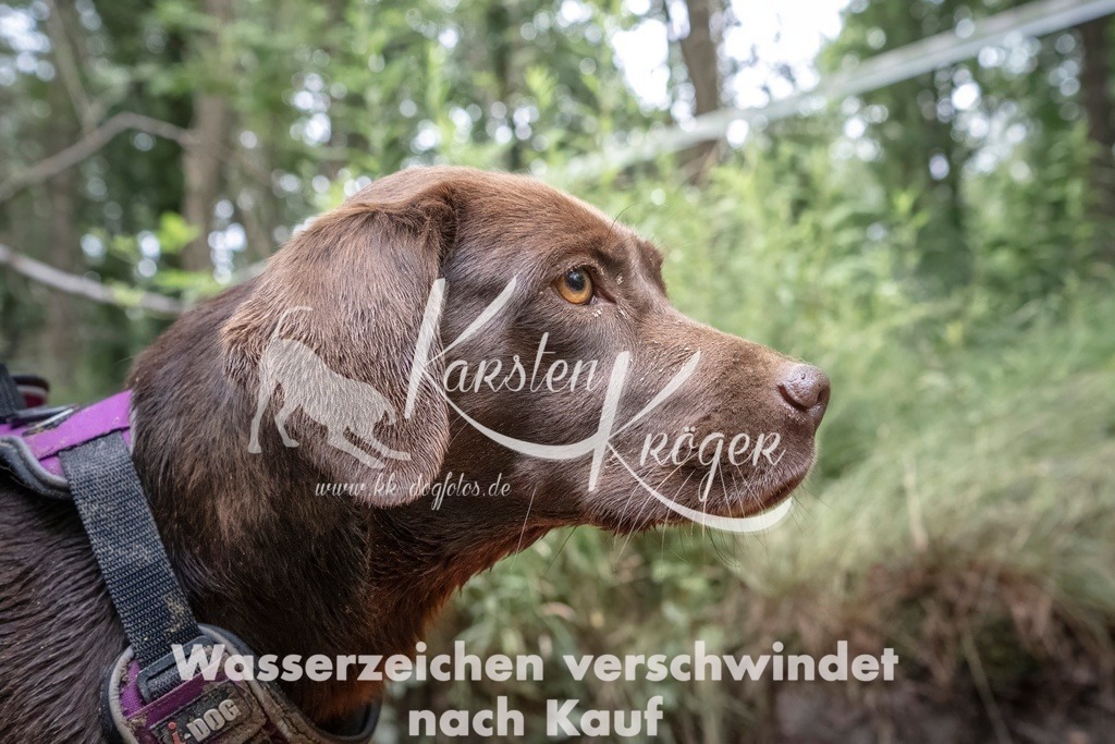 1210_ZZ97531T | kk-dogfotos