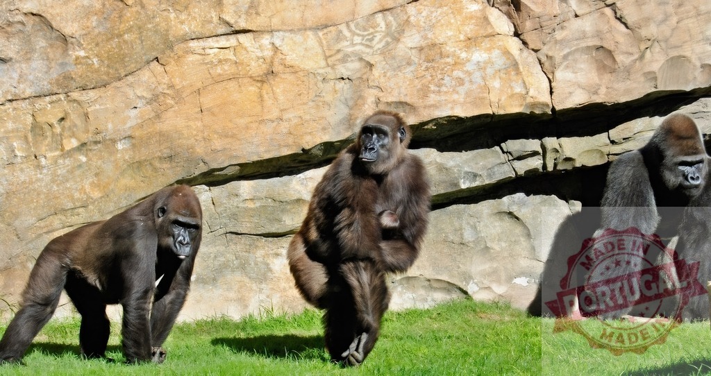 Gorilla family walking on green grass by rock wall | Three gorillas, including an infant, walking outdoors on green grass near a rock formation - Realized with Pictrs.com