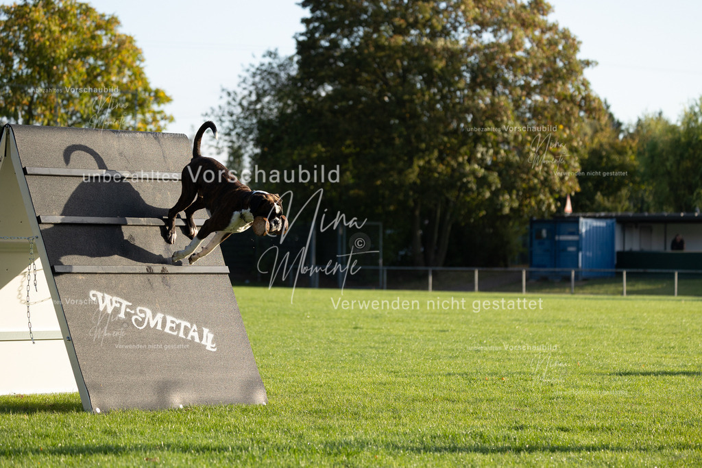 _16A6138 | Einzigartige Fotos von Hunden & Menschen –Actionfotos, Portraits, Vereinsaufnahmen & Paarshootings – authentisch, lebendig & mit Herz.