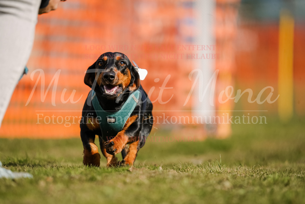 20250928_Hunderennen-259 | MuT (Mensch und Tier) mit Mona - Fotografie und Tierkommunikation - Realisiert mit Pictrs.com
