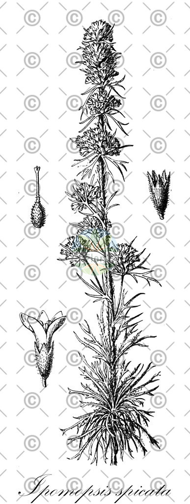 HistAbb_wfo-0001345469_1_ENZY_Simple | Historische Abbildung von Ipomopsis spicata - Polemoniaceae | Historical Illustration of Ipomopsis spicata - Polemoniaceae