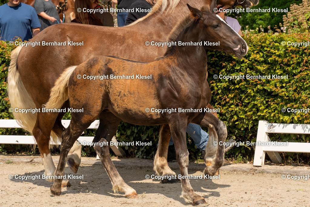 DSC04727 | foto-team-bernhard - Realisiert mit Pictrs.com