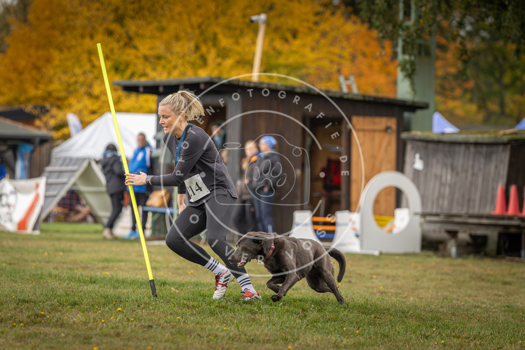 Pfotenfotografie_DV3A2901 | Hundefotografie, Tierfotograf, Pfotenfotografie, Fotoshooting Hund, Hunde Portrait, Hundesport, Hundeportraits, Heideshooting, Hunde, Sportfotograf, Hundefotograf, Turnierhundsport, THS,  - Realisiert mit Pictrs.com