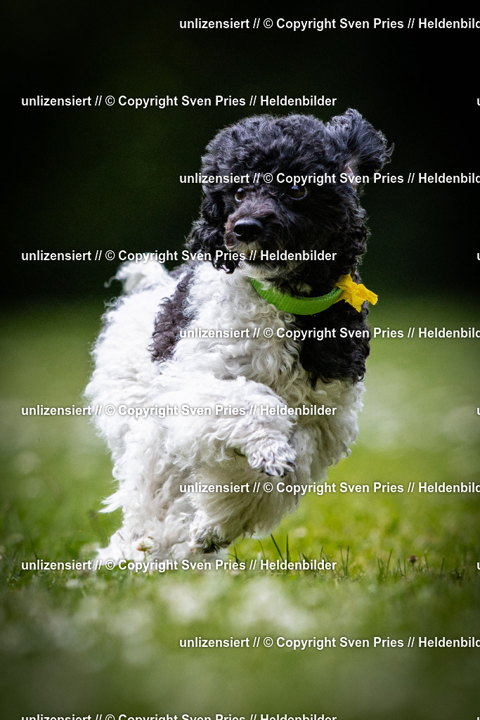 Sven Pries | 2025-05-29 - Pudelrennen KA-Durlach - Realisiert mit Pictrs.com