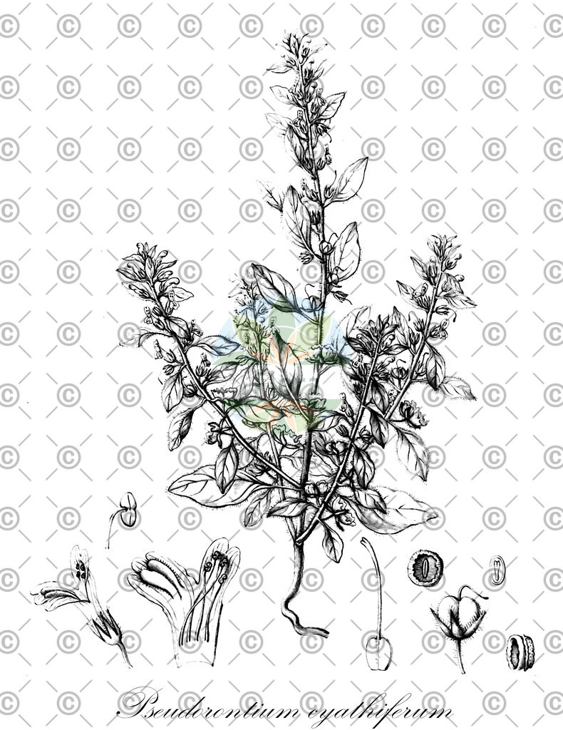 HistAbb_wfo-0001260064_1_ENZY_Simple | Historische Abbildung von Pseudorontium cyathiferum - Plantaginaceae | Historical Illustration of Pseudorontium cyathiferum - Plantaginaceae