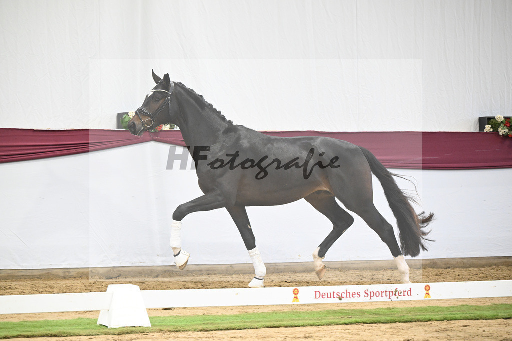 Kat-Nr. 105 Floricello x Sir Donnerhall_Frieder Heilemann_47253539 | hf-fotografie - Realisiert mit Pictrs.com